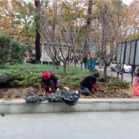 園林養(yǎng)護(hù)--市人民醫(yī)院2