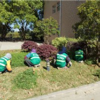 園林養(yǎng)護--市傳染病醫(yī)院